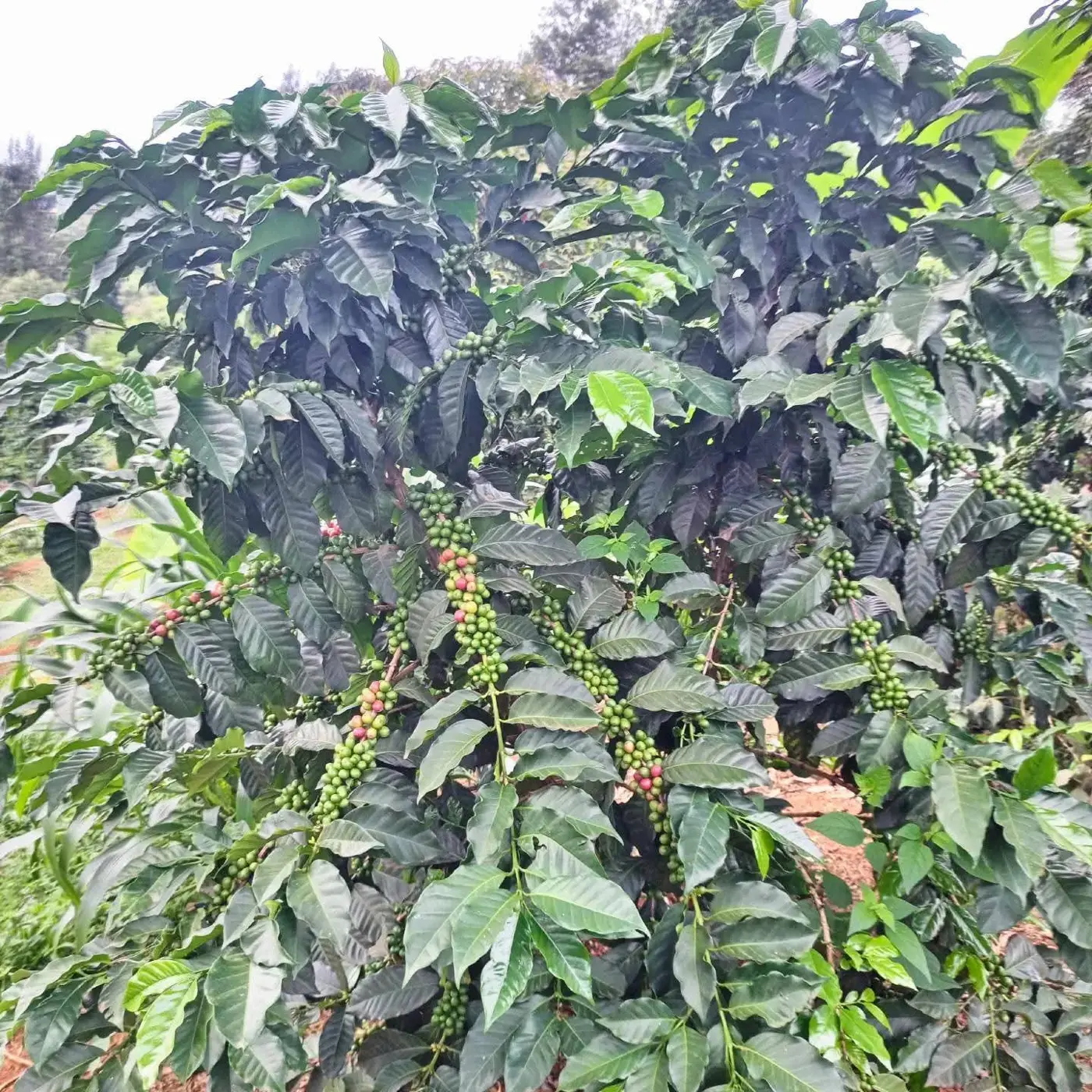 Caféier Robusta chargé de cerises