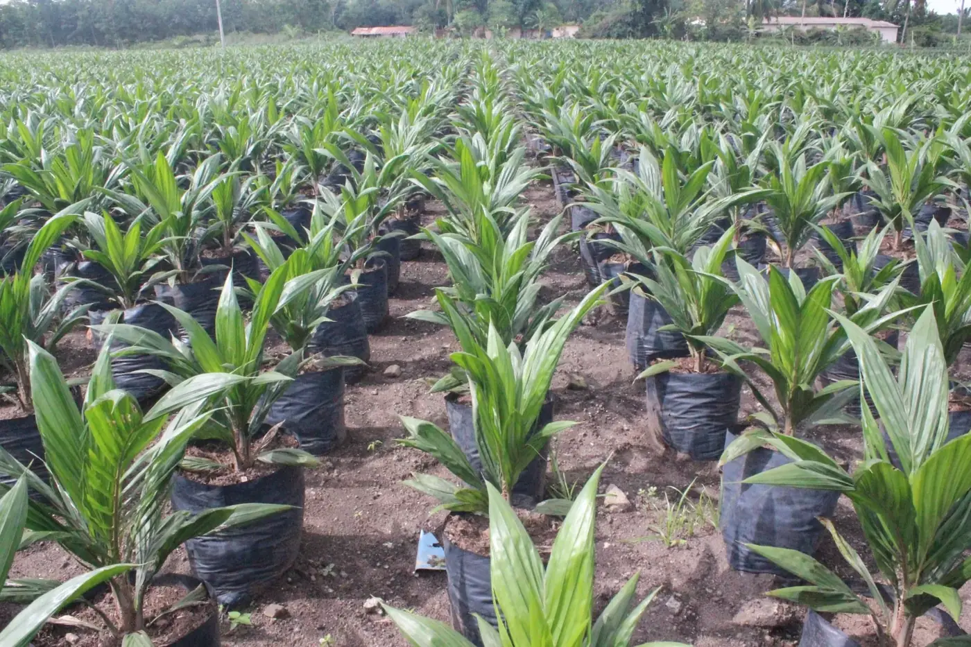 Production de matériel végétal certifié